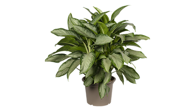 Planter